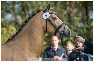 Finian